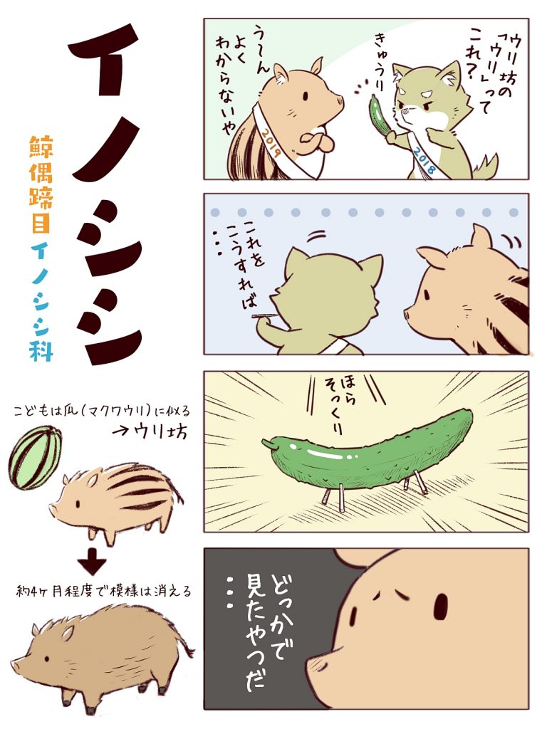 干支 いのしし うり坊 イノシシ ぬいぐるみ キュート販売 CUTE